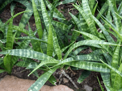 Sansevieria parva 5