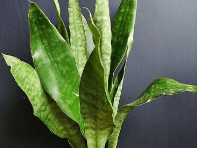 Unique sansevieria 8