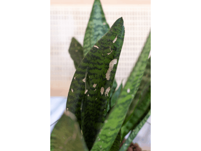 Snake plant underwatered 2