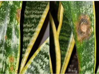 Snake plant underwatered 3