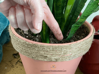 Causes and save dying snake plant