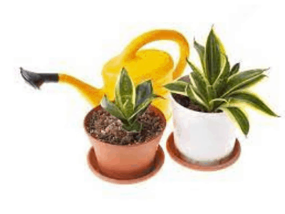 Save dying snake plant 3