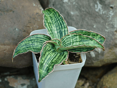 Unique sansevieria 9