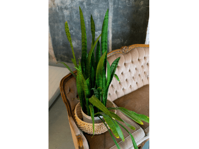 Save dying snake plant 5