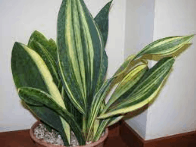 Unique sansevieria 6