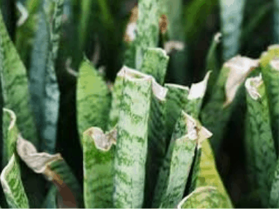 Is My Snake Plant Underwatered? Here 4 Proven Signs! (2021)