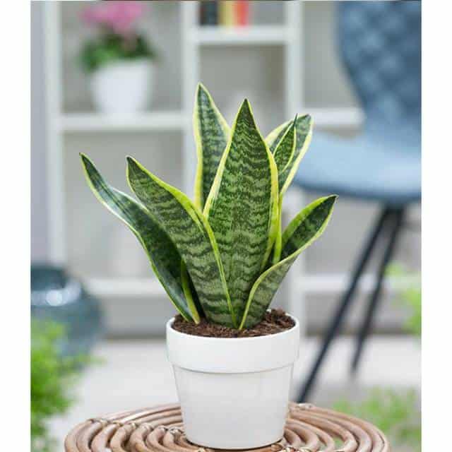 Expensive snake plant 1