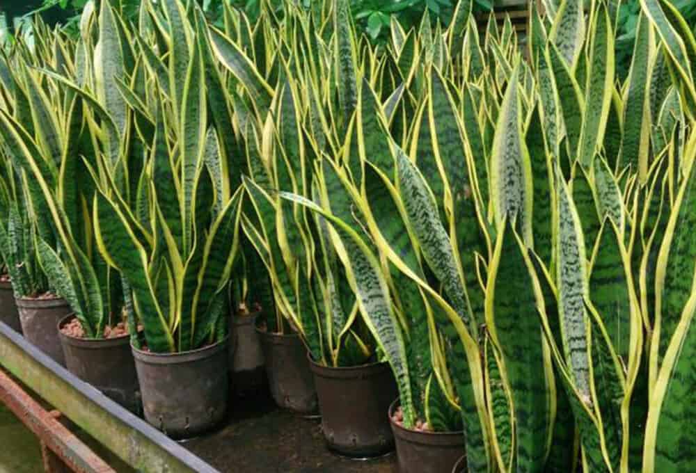 Does Snake Plant Attract Snakes? Here Are Some Super Interesting Facts for You! (2022)