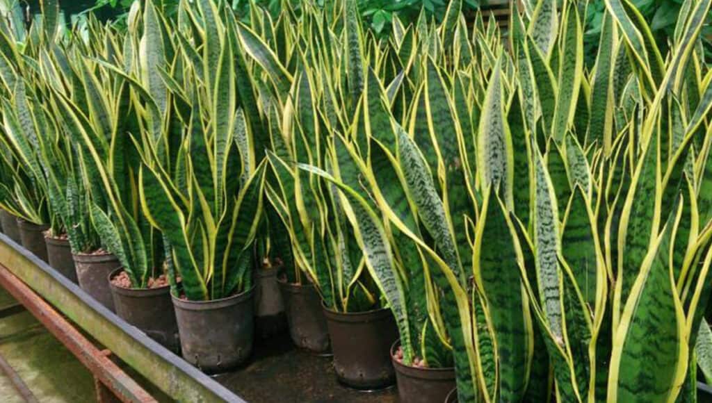 snake plant attract snake