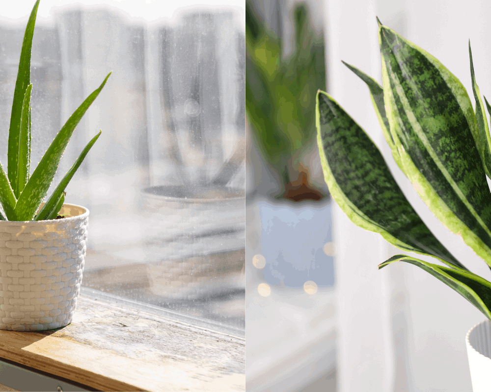 Aloe Vera And Snake Plant Difference! Types of Plants You Need To Know, Aloe Vera and Snake Plant Benefits (2022)