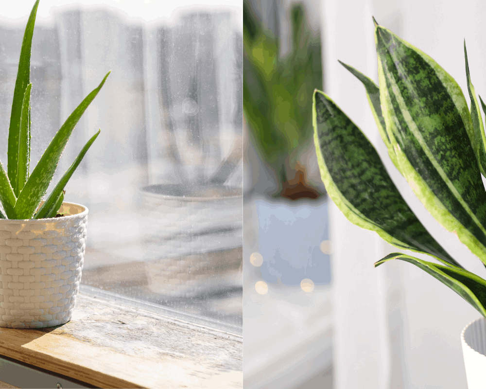 Aloe Vera And Snake Plant Difference! Amazing Thing You Need To Know ...