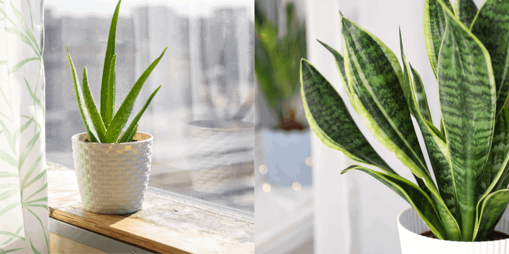 aloe vera and snake plant difference