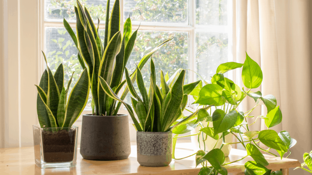 Pruning plant in order to make snake plant grow straight