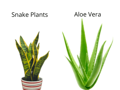 Aloe vera and snake plants difference