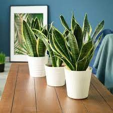 snake plants 1