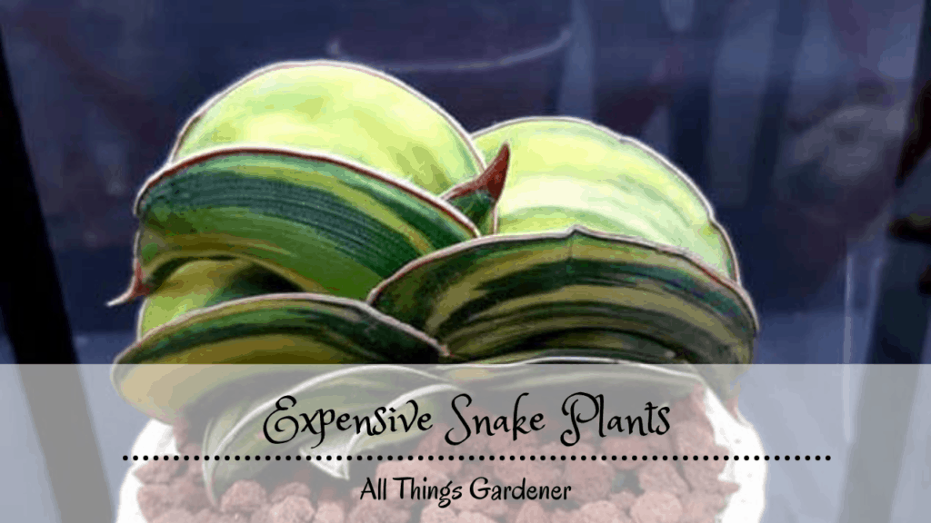 expensive snake plants