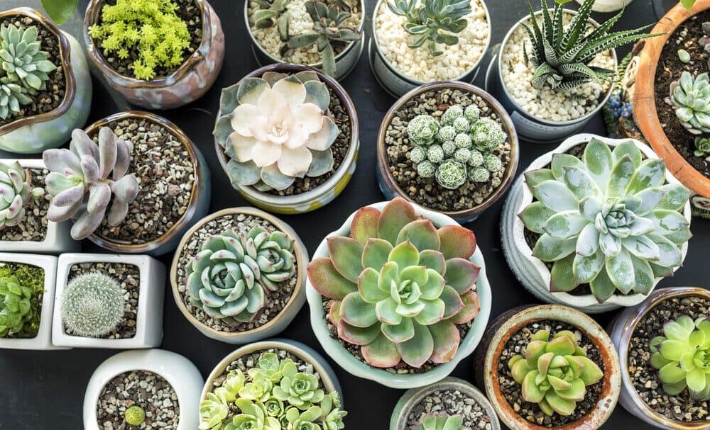The Best Succulent Indoor Garden: 4 Indoor Succulent Recommendations You’ll Find Interesting!