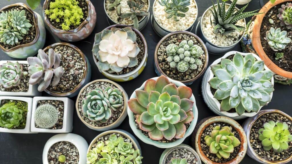 Close up picture of best succulent for indoors gardening