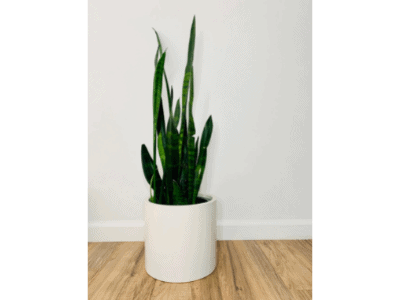 Snake plant placement