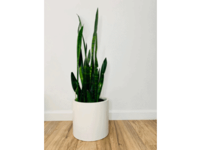 Snake plant placement