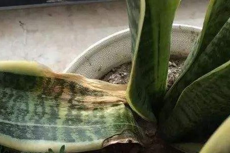 Frozen snake plant