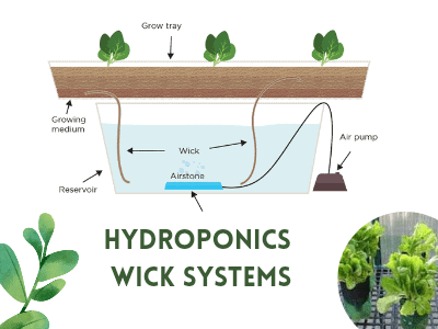 Hydroponic system
