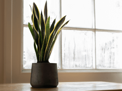 Snake plant placement