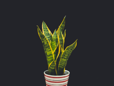 Snake plant grows too tall