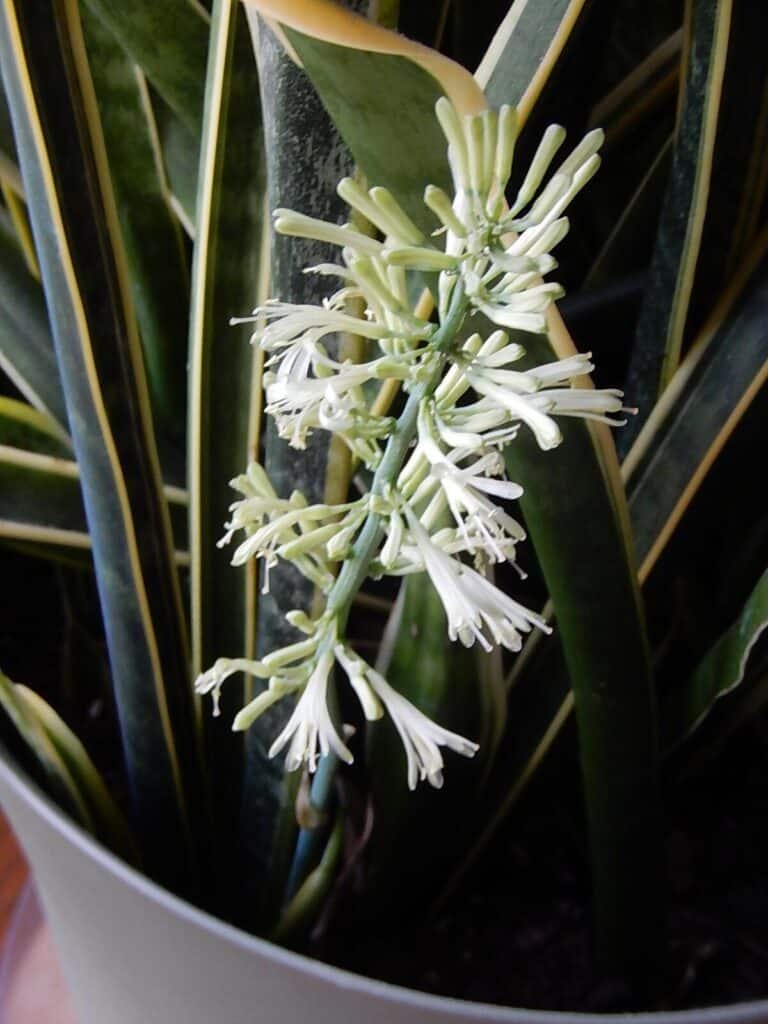 Snake plant flower