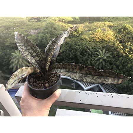 Kirkii snake plant