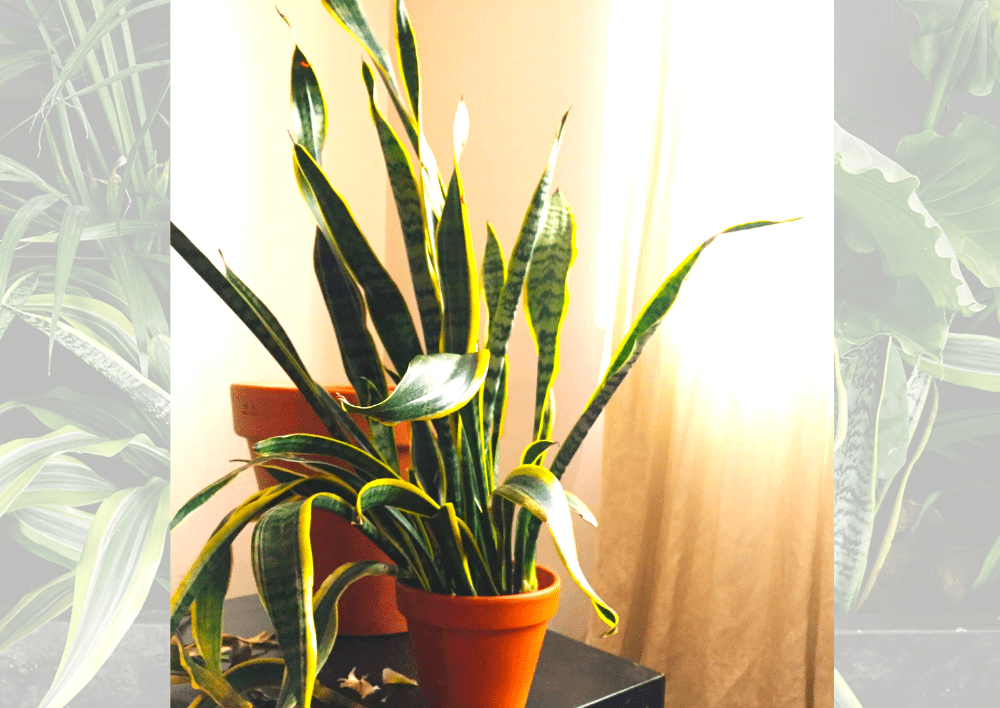 a wilting snake plant