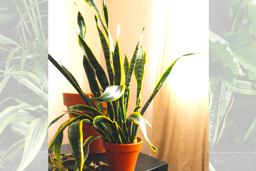 A wilting snake plant