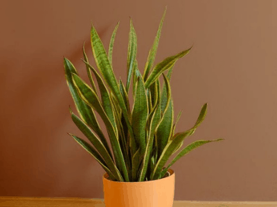 Shriveling snake plant