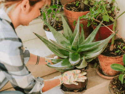 Houseplants have benefits 5