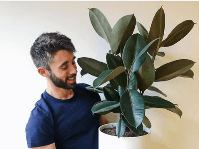 Houseplants have benefits 4