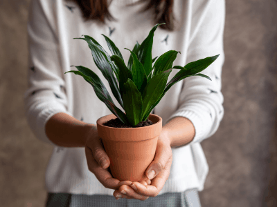 Houseplants have benefits 3