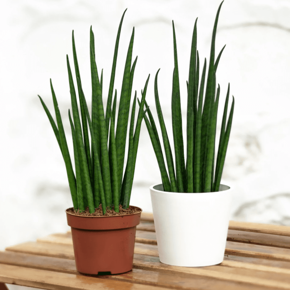 Amazing Benefit From Sansevieria Bacularis (2022)