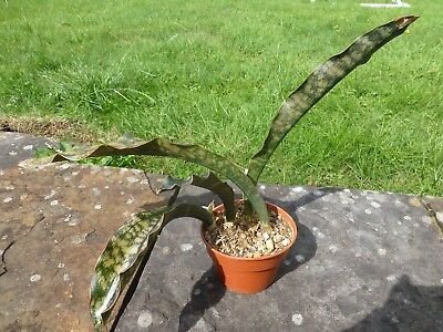 Kirikii snake plant