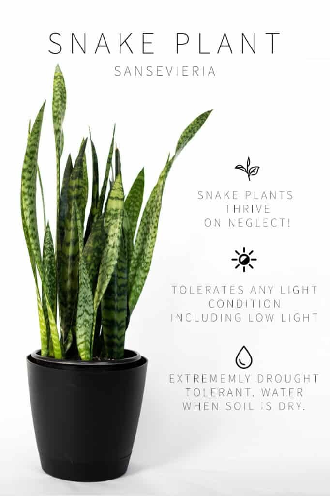 Snake plant