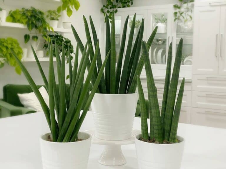 How Long Does It Take For Snake Plant To Grow? Here Are