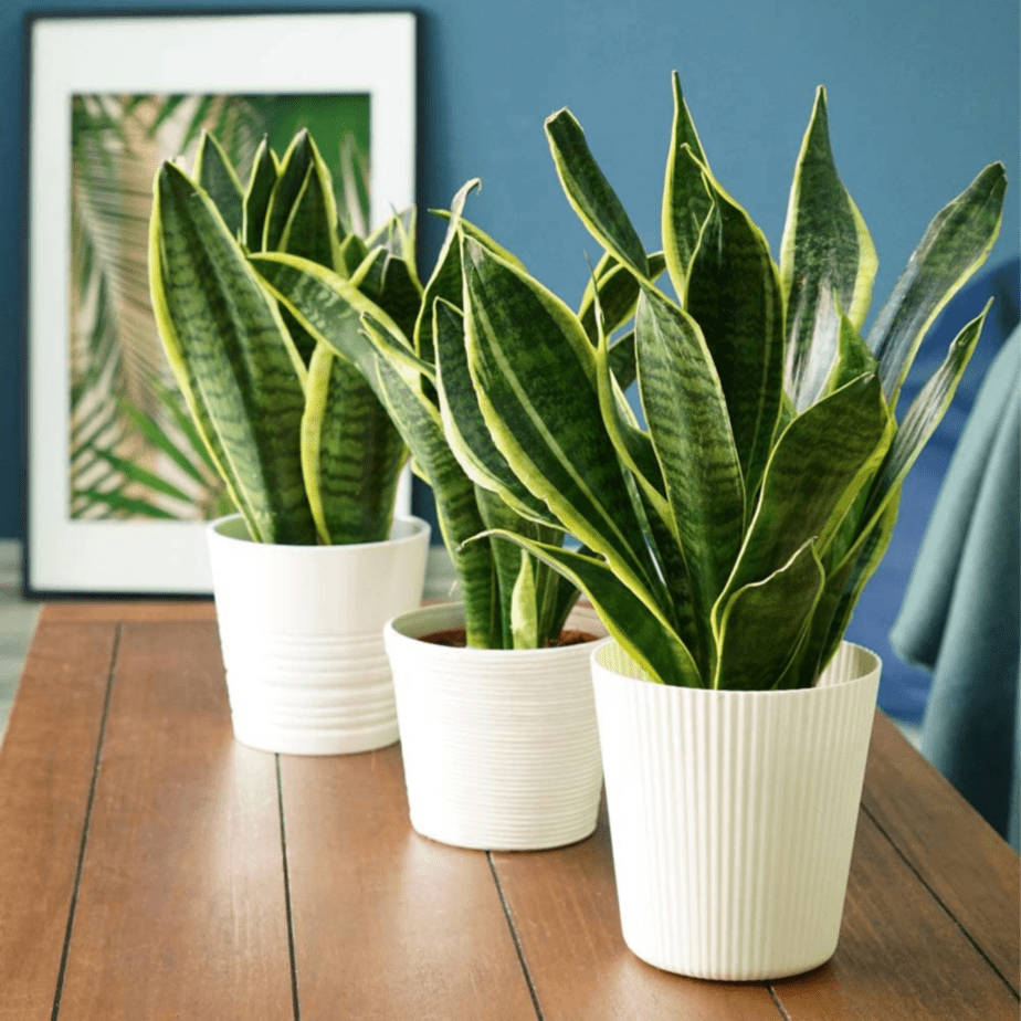 Snake Plant Disadvantages: The Breathtaking Facts! (2022)