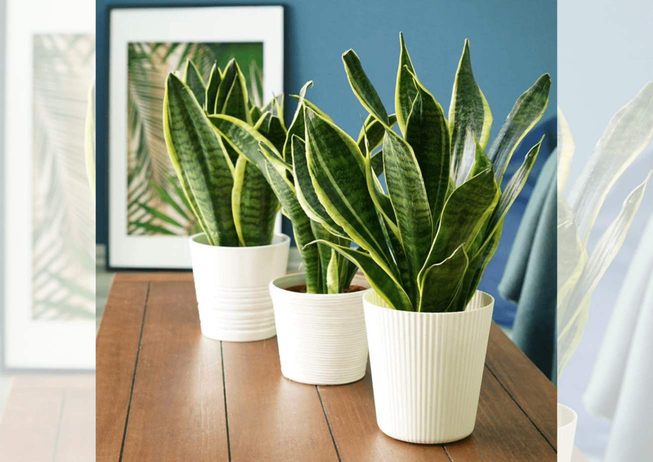 Snake plant disadvantages: the breathtaking facts! (2022)