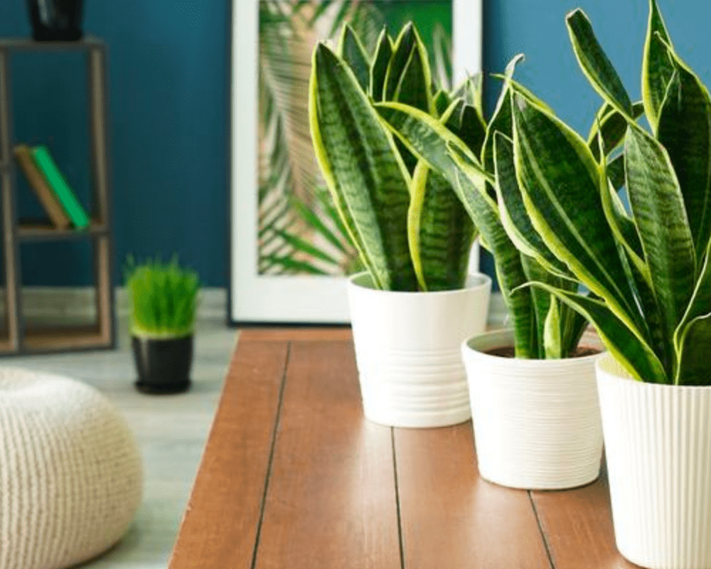 Best Snake Plant Placement Based On Feng Shui (2021)