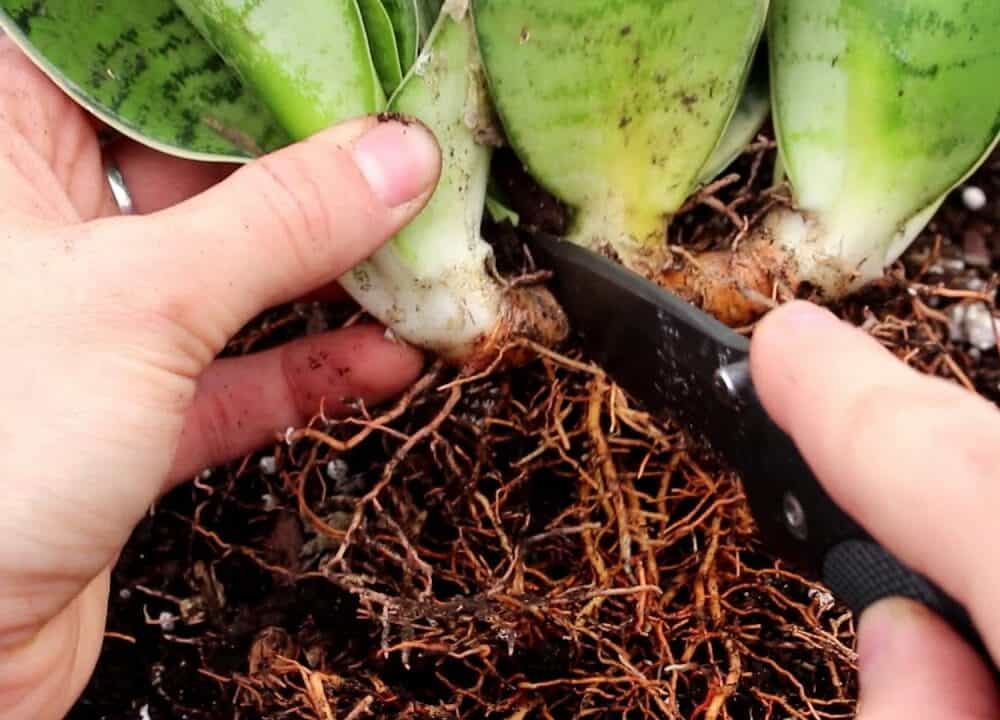 Splitting Snake Plant? Superb Things That You Need To Know Before Doing It! (2021)