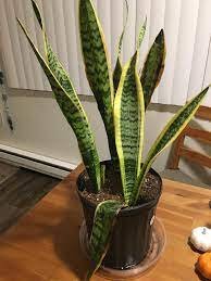 Wilting snake plant