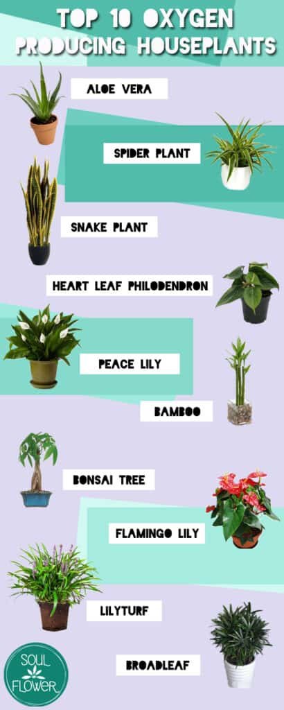 what-is-snake-plant-good-for-here-are-superb-fact-about-it-2021