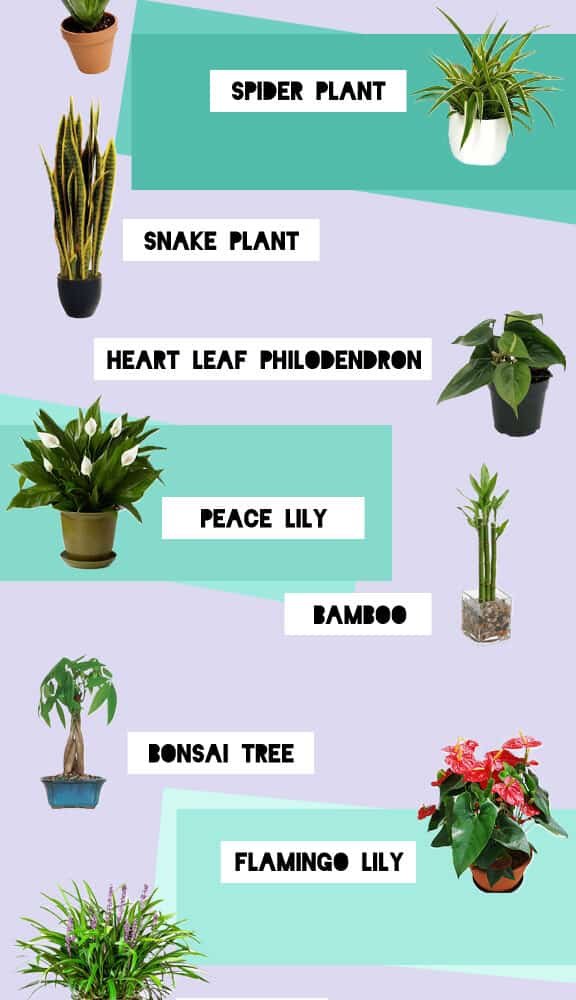 what-is-snake-plant-good-for-here-are-superb-fact-about-it-2021