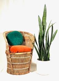 Care sansevieria zeylanica 2