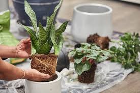 How Long Does It Take For Snake Plant To Grow? Here Are Superb Facts About It! (2021)