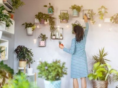 Desk plant